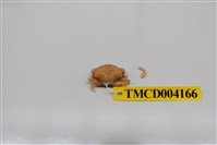 藏品(肉球皺蟹)的圖片